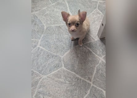 Chihuahua Rüden