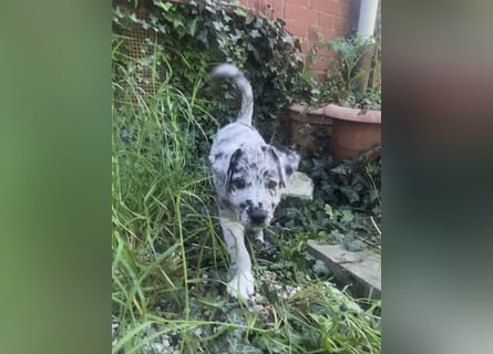 Süße Border Collie -Mudi mix Welpen