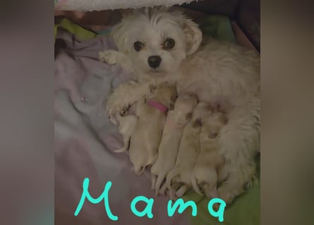 Maltipoo Welpen Rüde