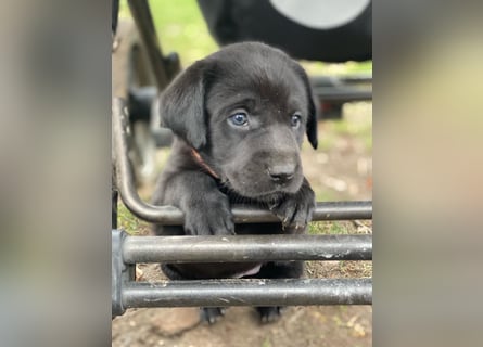 Reinrassige, schwarze Labrador-Welpen von der Mecklenburger Seenplatte