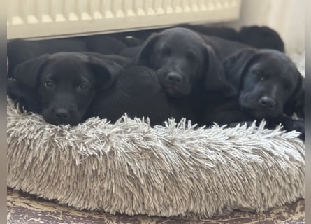 8 Labrador Retriever Rhodesian Ridgeback Welpen in Sonderfarbe seal