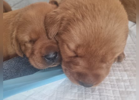 Zauberhafte Labradorwelpen, foxred