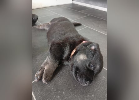 Osteuropäische Schäferhund Welpen