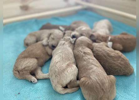 Goldendoodle F1bb Welpen -Liebevoll aufgezogen!