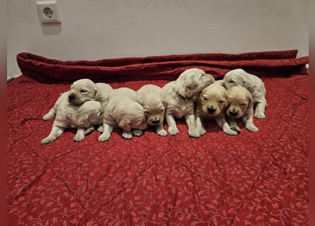 Reinrassige Golden Retriever Welpen