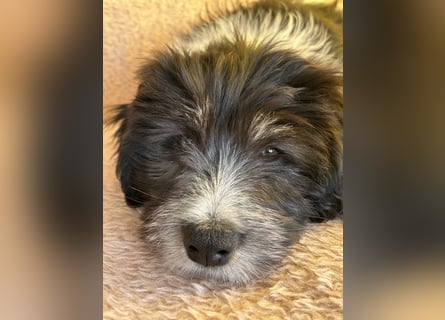 Polski Owczarek Nizinny - Polnischer Niederungs Hütehund -  PON