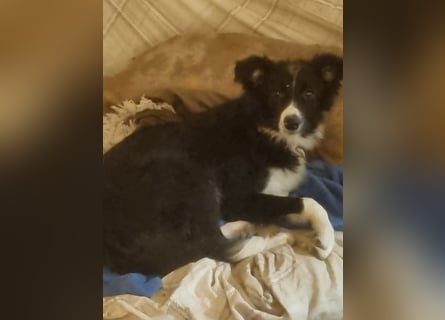 Wunderschöne Border Collie