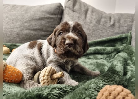 Griffon Korthals Vorstehhund Jagdhund