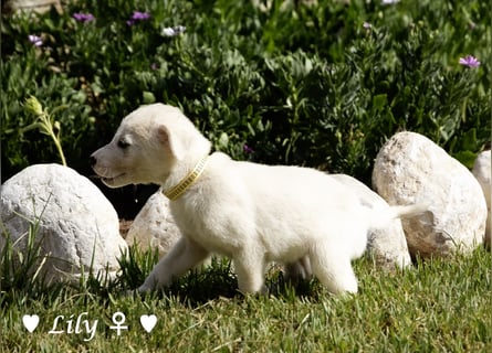 Casper, Lily und Dove  suchen ihre Familie ab Oktober