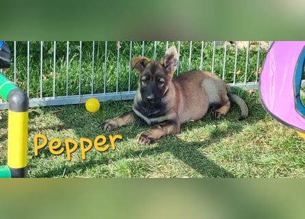 Reinrassige Schäferhund Welpen mit SV Papieren