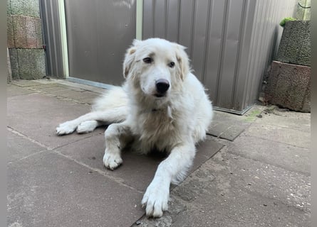 Alain: unkomplizierter Familienhund