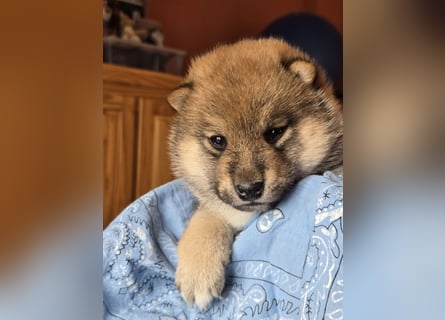 Shiba inu Welpen.   vom Haus Joe   ,Liebhaberzucht