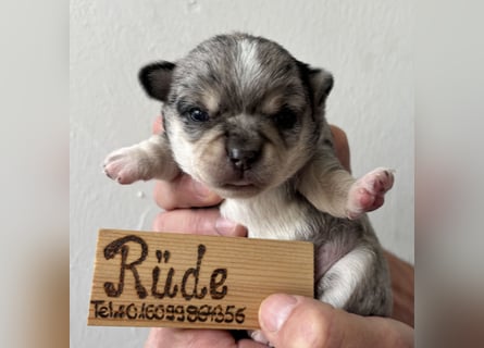 Chihuahua Welpen ab 22.08 abzugeben