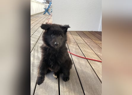 Welpen: Belgischer Schäferhund/Groenendael