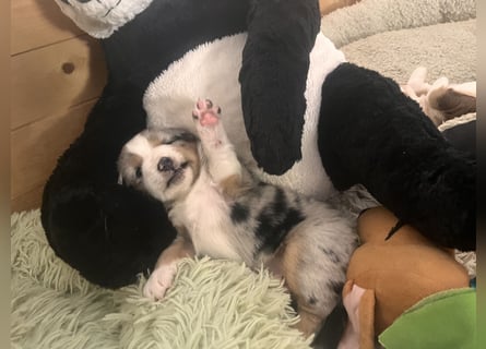 Mini Australien Shepherd Welpen suchen Traumzuhause