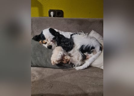 Luna, unsere Cockerhündin, 4 1/2 Jahre alt, sucht liebevolle Familie