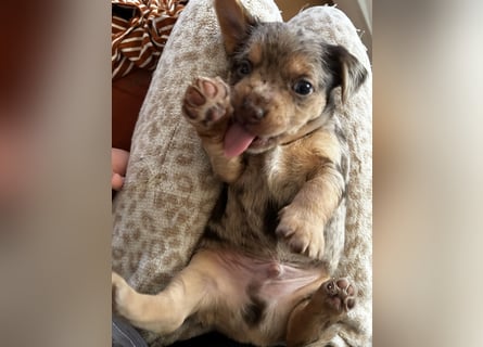 Chihuahua mix Welpen