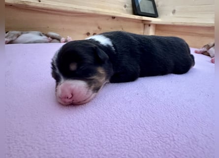 Black Tri Hündin, Australian Shepherd