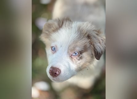 Tolle Australian Shepherd Welpen suchen Ihre Herzenfank