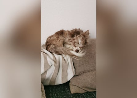 Verschmuster Chihuahua Rüde