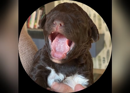 Lagotto - ein Herz aus Locken und Liebe