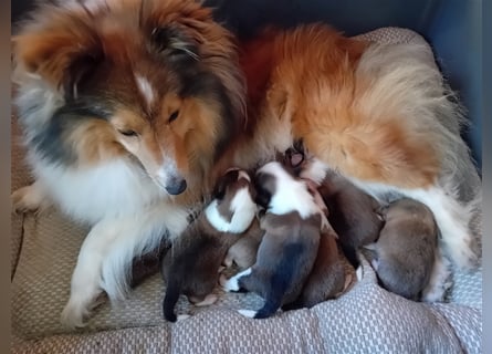 Sheltie Welpen