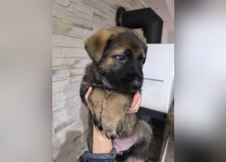 Deutsche Schäfer Hunde Welpen Rassen Hunde