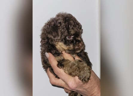 ZWERGPUDEL / TOY 2 männlich braun tan 1 schwarzes Mädchen 1 black tan Mädchen