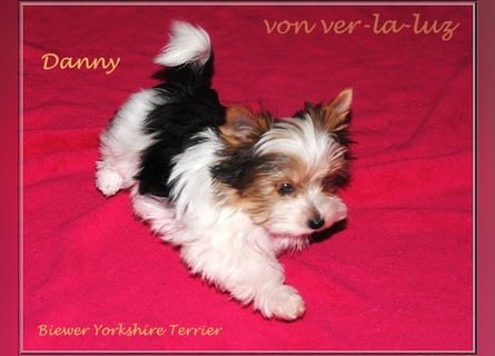 kleiner Biewer Yorkshire Terrier Rüde