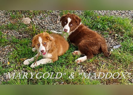 Border Collie-Welpen , black-,choco-,red-white und red-merle