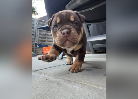 Exotic Bully Bulldog OEB Welpen Bulldogge