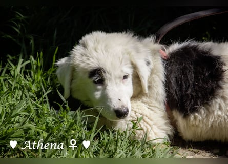 Athena sucht ein Zuhause