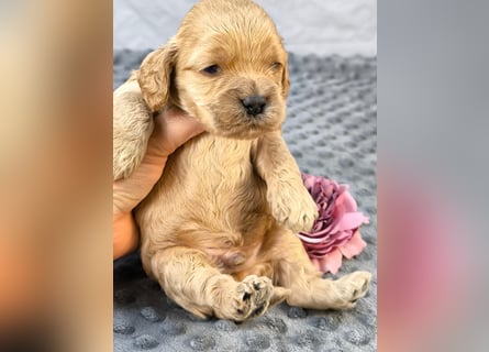 Schöne Cockapoo-Welpen