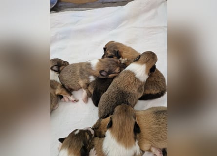 Colliewelpen englische Langhaar