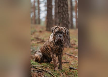 Cane Corso Italiano Welpen