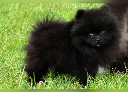 Unser sehr kleines Pomeranian Zwergspitz Mädel "Yulie" sucht Kuschelpartner