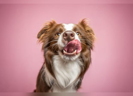 Wurf Ankündigung,  reinrassige Border Collie Welpen mit Papieren!!