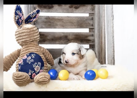 Traumhafte Australian Shepherd Welpen