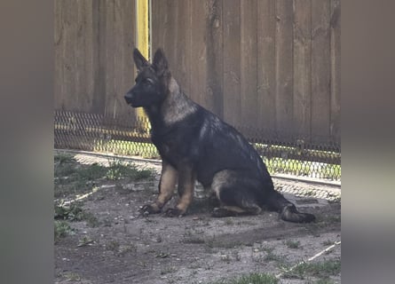 Dunkelgraue Schäferhunde aus Kör-u.Leistungzucht