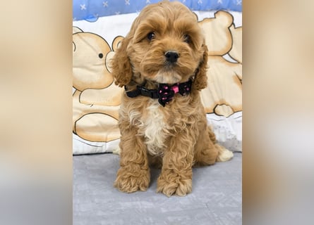 Schöne Cockapoo-Welpen