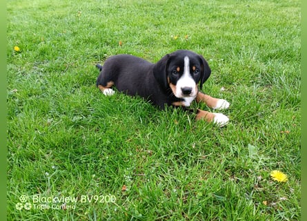 Entlebucher Sennenhund Welpen