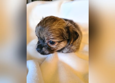 eine Hand voll Glück - Chihuahua Welpen RESERVIERT
