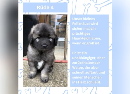 Süße Sarplaninac Welpen (Hirtenschutzhund/Schäferhund) suchen neues Zuhause. Noch 2 Welpen verfügbar