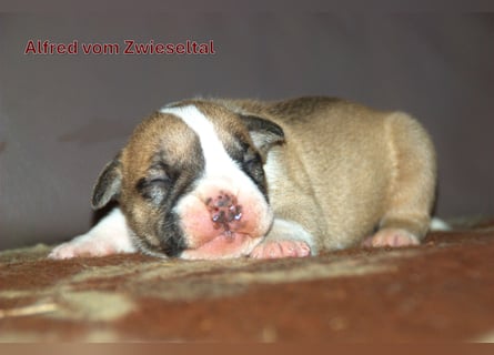 Continental Bulldogs vom Zwieseltal