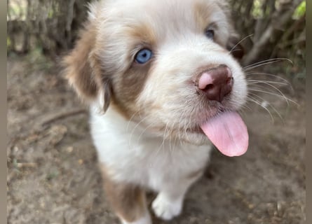 Australian Shepherd Something Special