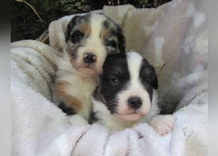 Mini Aussie Welpen Miniatur Australian Shepherd Welpen Welpe