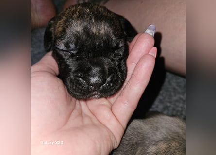 Cane Corso Italiano Welpen