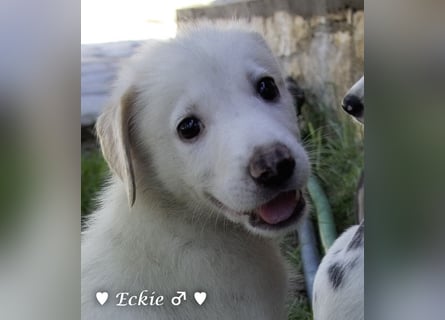 Eckie, Emma, Enya und Erin suchen ihre Familien ab Oktober