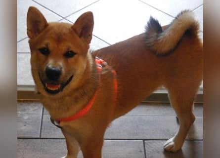 Erstklassige Shiba Inu Zucht in Sachsen