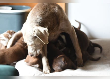 Aussiedor Aussiedorwelpe Welpe Australien Shepherd x Labrador